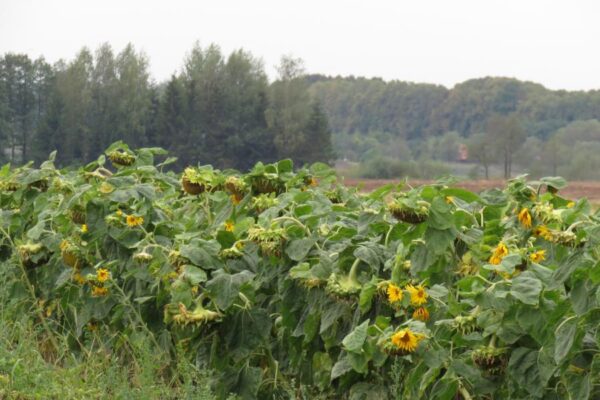 Nori išsaugoti nederlingų vietovių statusą