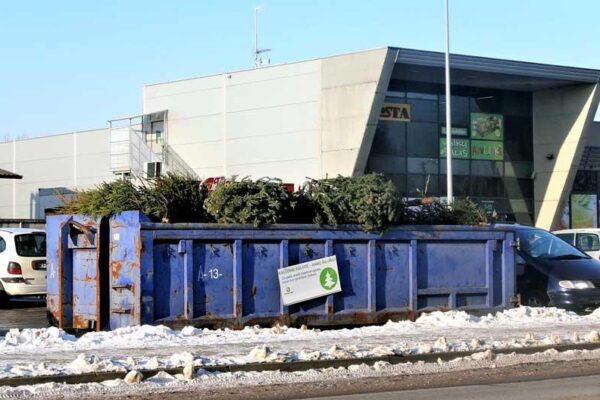 Eglučių šiemet surinkta beveik dvigubai mažiau