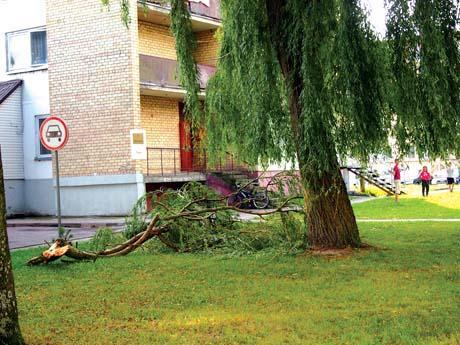 Daugiabučio gyventojams nerimą kelia nesaugūs medžiai