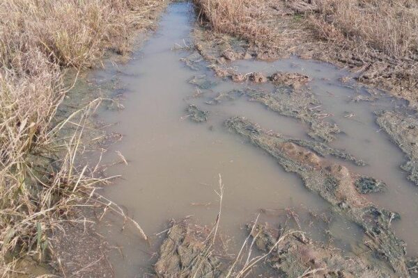 Ragina pranešti apie nenuimtą derlių