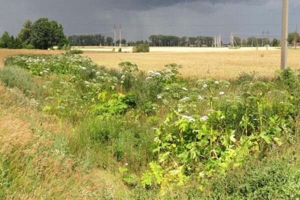 Plintantys Sosnovskio barščiai kelia rimtą pavojų