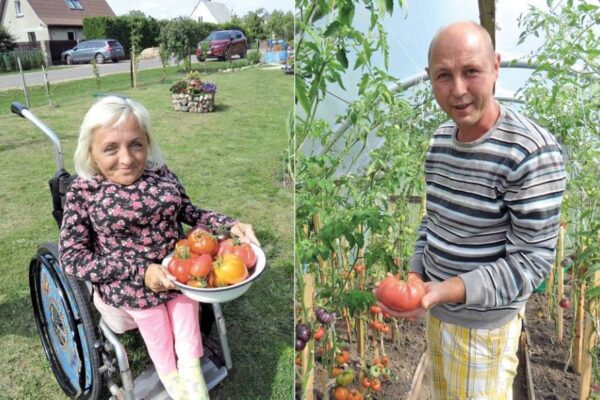 Darbšti šeima susižavėjo nehibridinių pomidorų auginimu