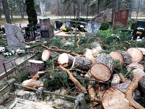 Medžiai kapinėse: negerai, kai iškeroja, bėda, kai reikia nupjauti