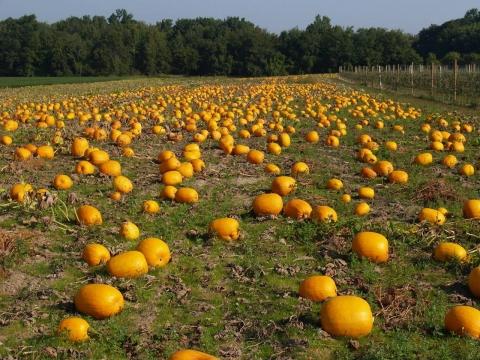 Griežtėja imituojančių ūkininkavimą kontrolė