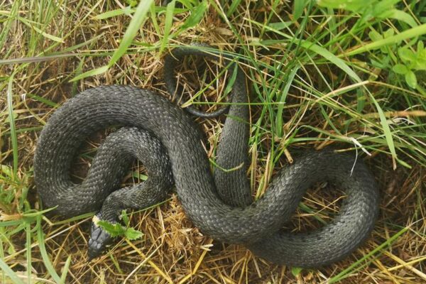 Sodybą aplankė geltonskruostis žaltys