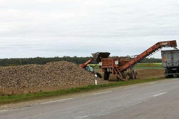 Mažesnį runkelių derlių kompensuoja didelis cukringumas