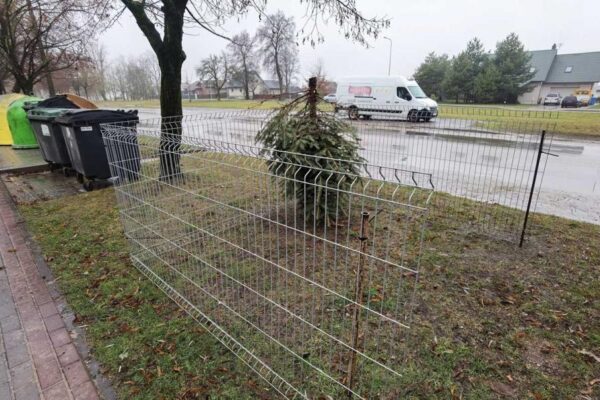 Jau įrengtos kalėdinių eglučių surinkimo vietos