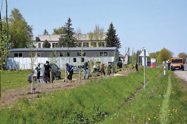 Senų tuopų vietoje žaliuoja jaunos liepaitės