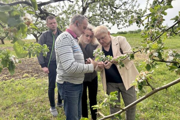 Šalnos pražudė šių metų obuolių derlių