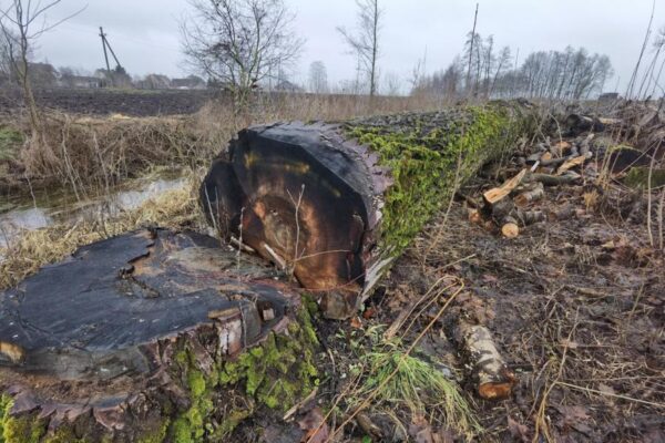 Už nupjautus medžius teks sumokėti beveik 31 tūkstantį eurų