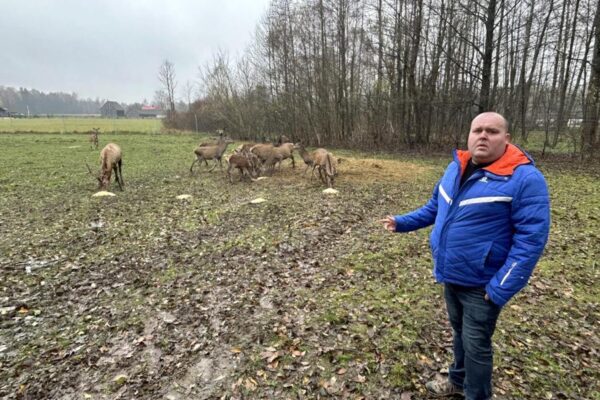 Miške kuriamą ramybės oazę puošia elnių būrys