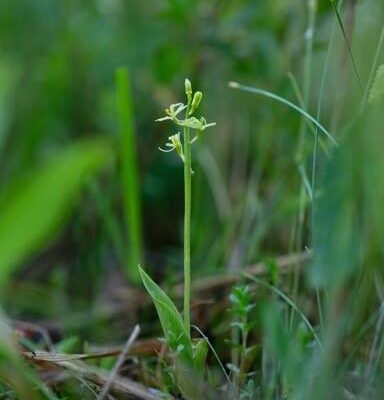 Atkuriamose Baltosios Vokės šlapžemėse rasta gausi retų orchidėjų augavietė