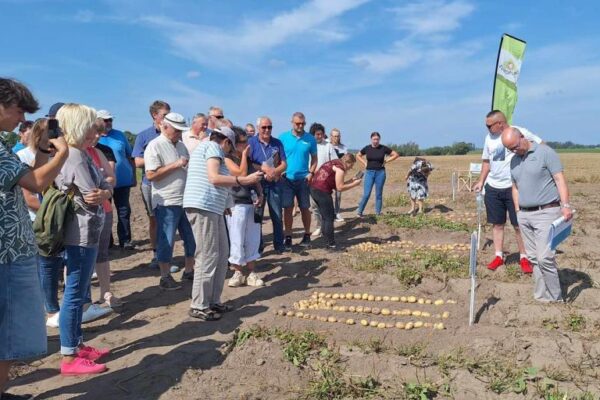 Bulvių augintojams pristatytos naujos veislės