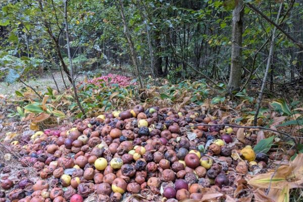 Miškas – ne žaliųjų atliekų surinkimo aikštelė