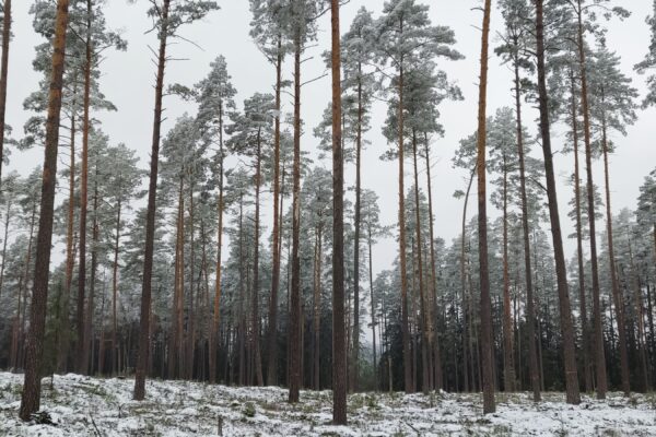 Genetiniai miško medžių ištekliai – svarbi biologinės įvairovės dalis